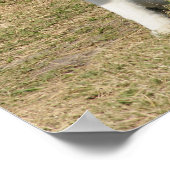 Siberian Husky Dog Poster (Hoek)