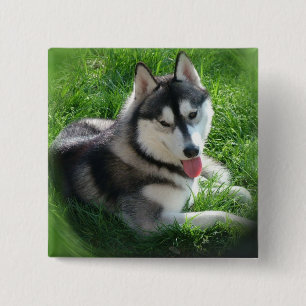Siberian Husky Dog Square Pin Vierkante Button 5,1 Cm