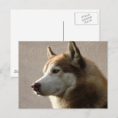 Siberian Husky Dogs Briefkaart (Voorkant / Achterkant)