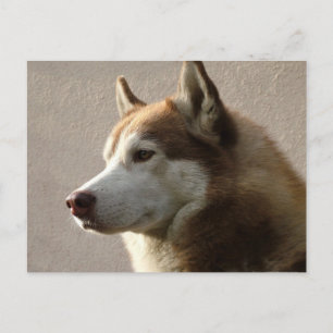 Siberian Husky Dogs Briefkaart