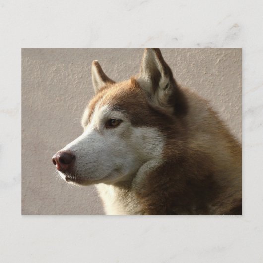 Siberian Husky Dogs Briefkaart (Voorkant)