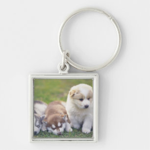 Siberian Husky; Een werkend hondenras dat Sleutelhanger