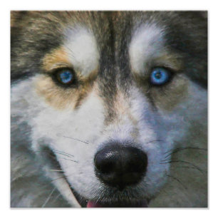 SIBERIAN HUSKY "FAR EYES" FOTO AFDRUK