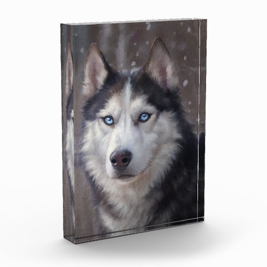 Siberian Husky Fotoblokken (Links)