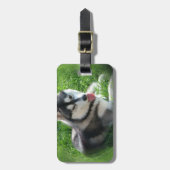 Siberian Husky Hond Bagage Label (Voorkant verticaal)