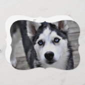 Siberian Husky Kaart (Voorkant / Achterkant)