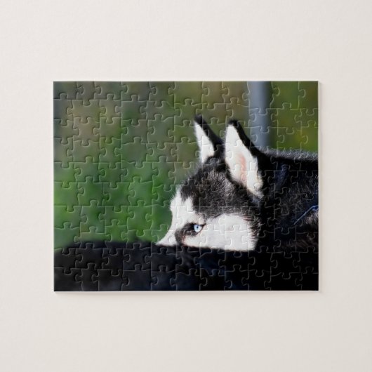 Siberian Husky Legpuzzel (Horizontaal)