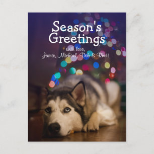 Siberian Husky legt op zijn favoriete speelgoed Briefkaart