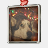Siberian Husky Ornament (Links)