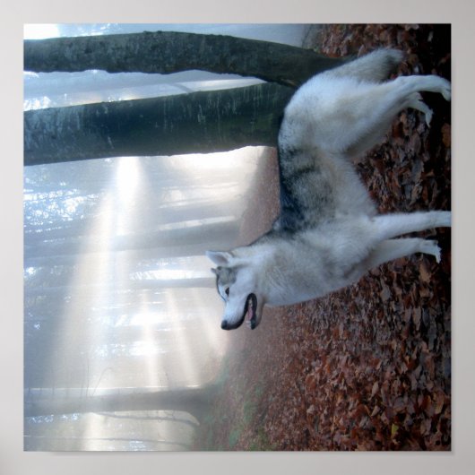 Siberian Husky - Poster (Devant)