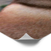 Siberian Husky Poster (Hoek)