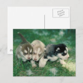 Siberian Husky Puppies Briefkaart (Voorkant / Achterkant)
