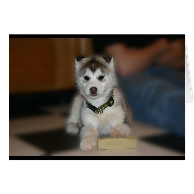 Siberian Husky Puppy (Devant horizontal)