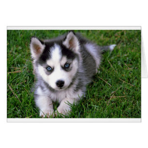 Siberian Husky Puppy Dog Blank - kaartje voor beri