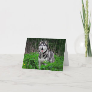 Siberian Husky Puppy Hond Hallo, Ik denk aan je Kaart