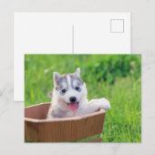 Siberian Husky Puppy in een pot Briefkaart (Voorkant / Achterkant)