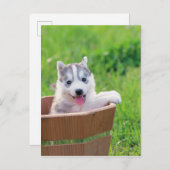 Siberian Husky Puppy in een pot Briefkaart (Voorkant / Achterkant)