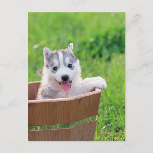 Siberian Husky Puppy in een pot Briefkaart (Voorkant)