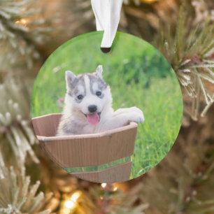 Siberian Husky Puppy in een pot Ornament