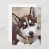 Siberian Husky Puppy in het strand Briefkaart (Voorkant / Achterkant)