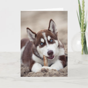 Siberian Husky Puppy in het strand Kaart