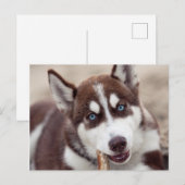 Siberian Husky Puppy op het strand Briefkaart (Voorkant / Achterkant)