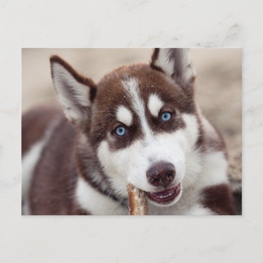 Siberian Husky Puppy op het strand Briefkaart (Voorkant)