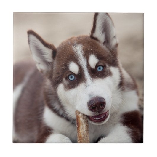 Siberian Husky Puppy op het strand Tegeltje (Voorkant)