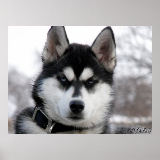 Siberian Husky Puppy poster (Voorkant)