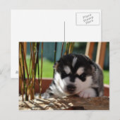 Siberian Husky Puppy with Bamboo Briefkaart (Voorkant / Achterkant)