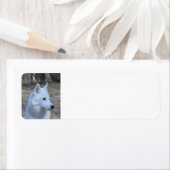 siberian husky white etiket (Insitu)