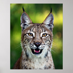 Siberian Lynx - glimlachen Poster