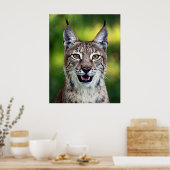 Siberian Lynx - glimlachen Poster (Keuken)