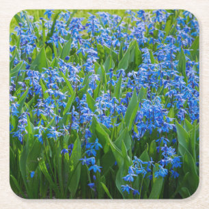 Siberian Squill Vierkante Kartonnen Onderzetter