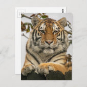 Siberian Tiger Briefkaart (Voorkant / Achterkant)