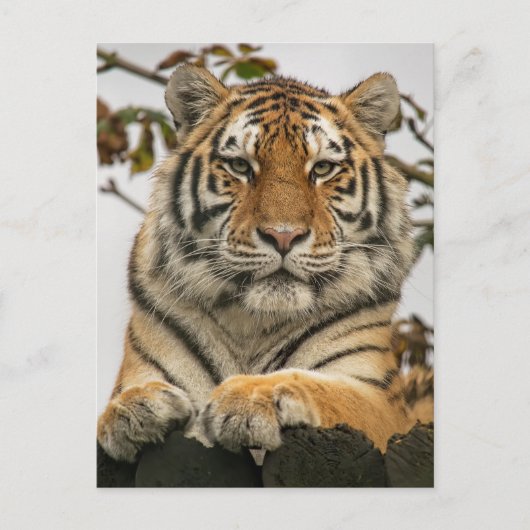 Siberian Tiger Briefkaart (Voorkant)