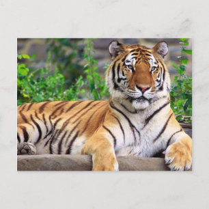 Siberian Tiger Briefkaart