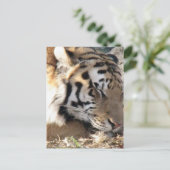 Siberian Tiger Briefkaart (Staand voorkant)