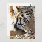 Siberian Tiger Briefkaart (Voorkant / Achterkant)