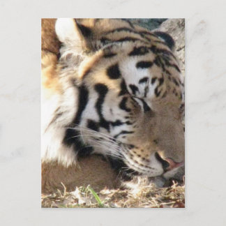 Siberian Tiger Briefkaart