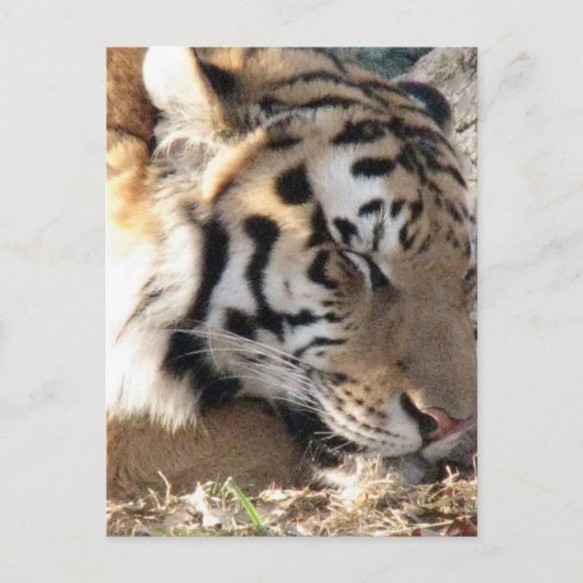 Siberian Tiger Briefkaart (Voorkant)