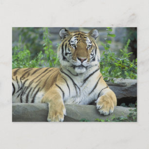 Siberian Tiger Briefkaart