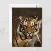 Siberian Tiger Briefkaart (Voorkant / Achterkant)