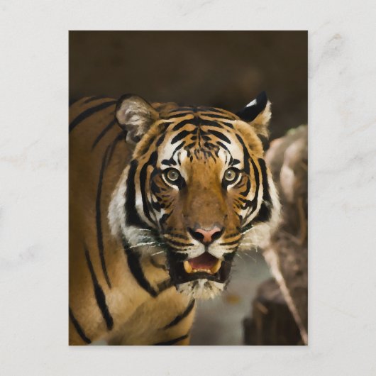 Siberian Tiger Briefkaart (Voorkant)