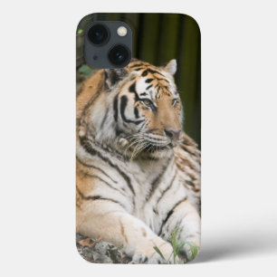 Siberian Tiger iPhone 13 Hoesje