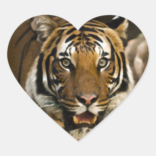 Siberian Tiger Hart Sticker
