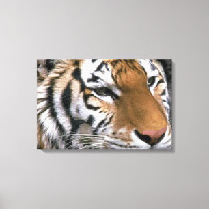 Siberian Tiger Lovers Art Canvas Afdruk