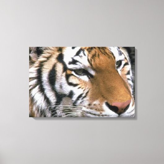 Siberian Tiger Lovers Art Canvas Afdruk (Voorkant)
