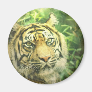 Siberian Tiger Magnet Magneet