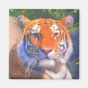 Siberian Tiger Magnet Magneet